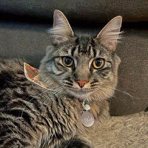 Fundraising Page: Tiffini Champion